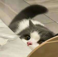 WWWW体验